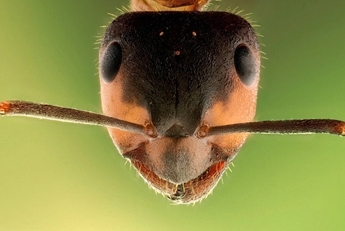 mrówka faraona